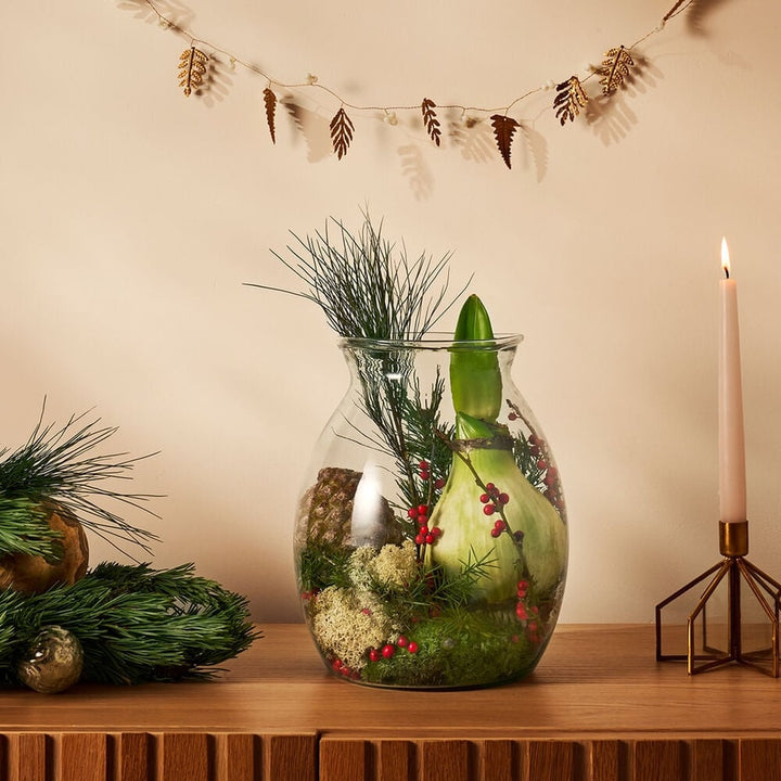 Amaryllis bulb in large vase