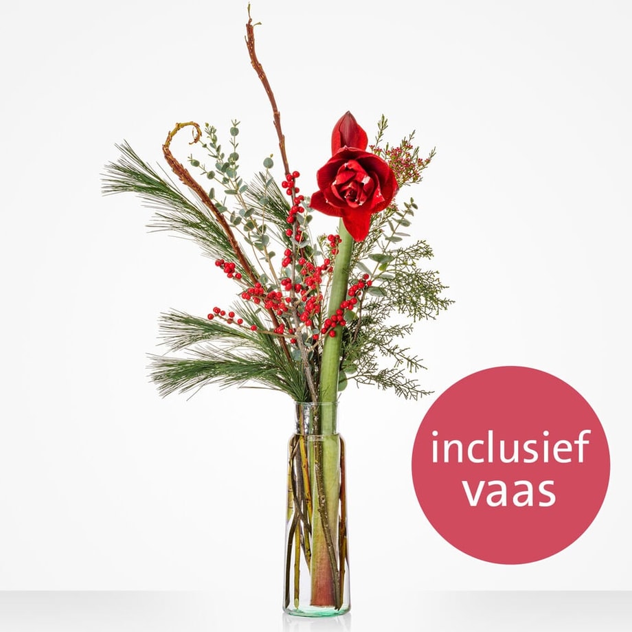 Vaasverrassing amaryllis